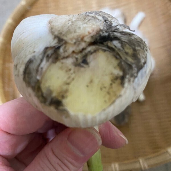 🔴訳あり品🔴
R7年産　青森米　『はれわたり』 
R8年産　青森産にんにく　『福地ホワイト』