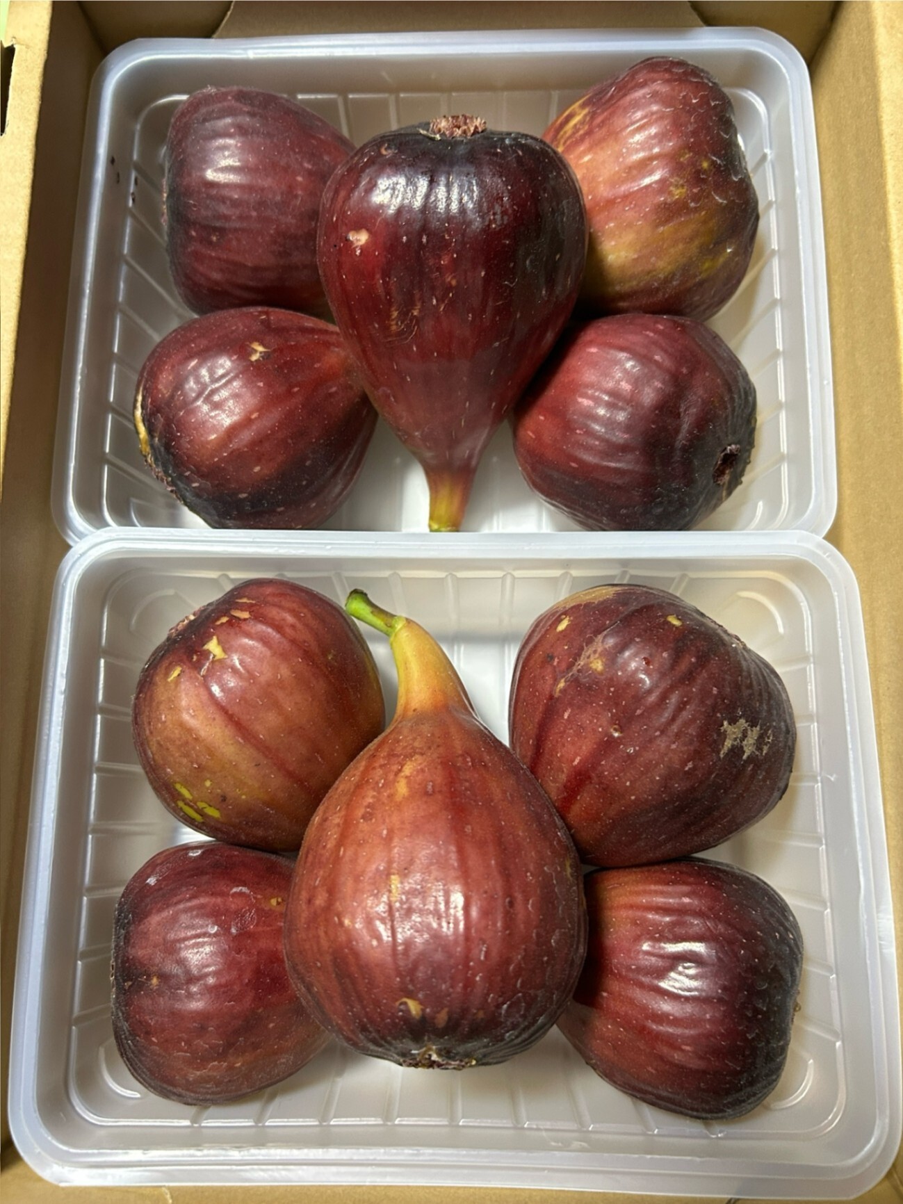 【数量限定販売】大阪産朝採れ完熟いちじく約500g×2パック送料込3,000円