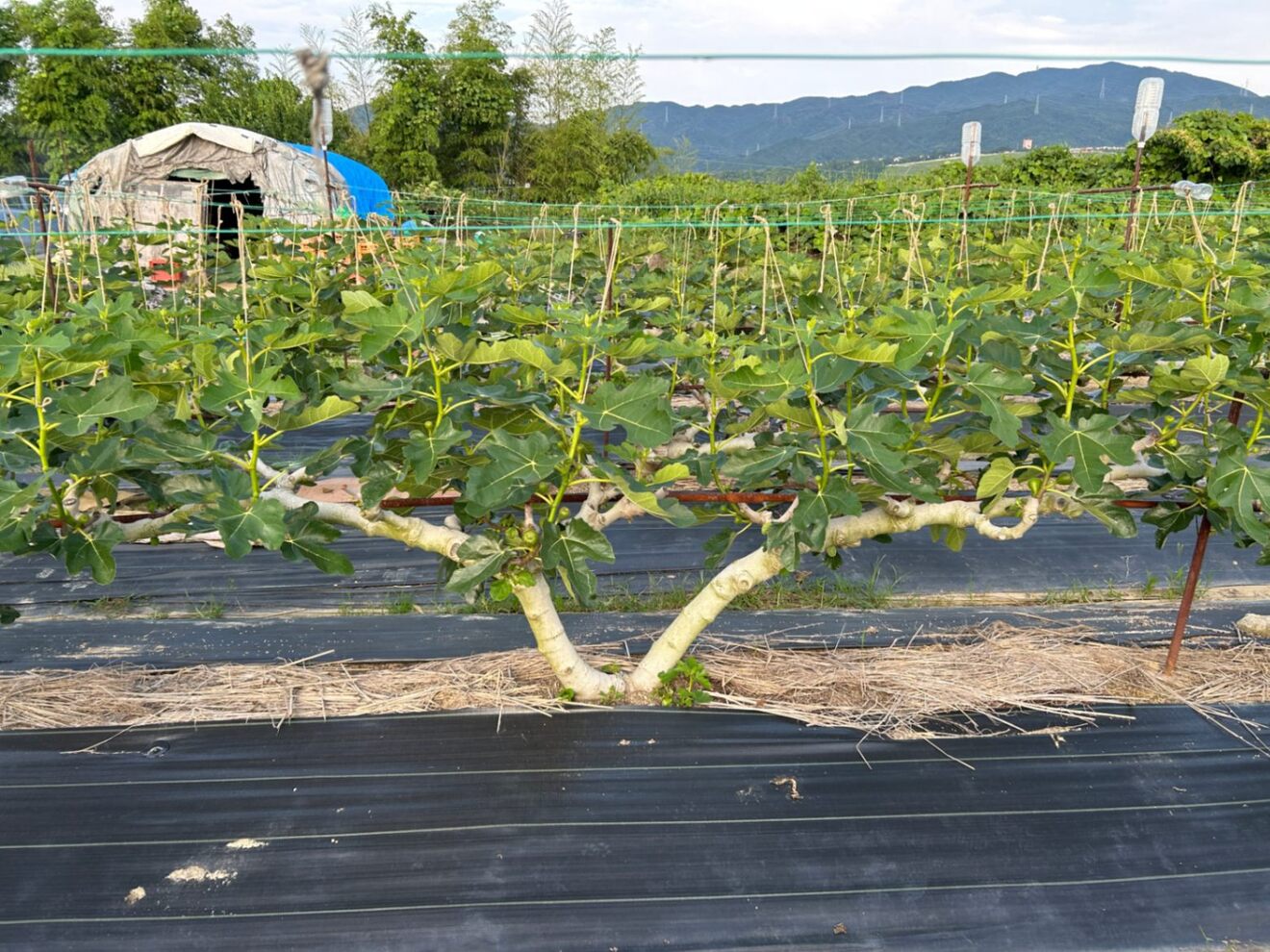 【早期予約限定】大阪産　朝採れ完熟いちじく約500g×4パック送料込み　5,300円→4,980円
