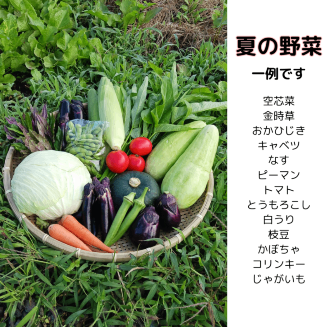 【2026年スタート！】きよちゃんの新鮮野菜セット【今年もよろしくお願いします】