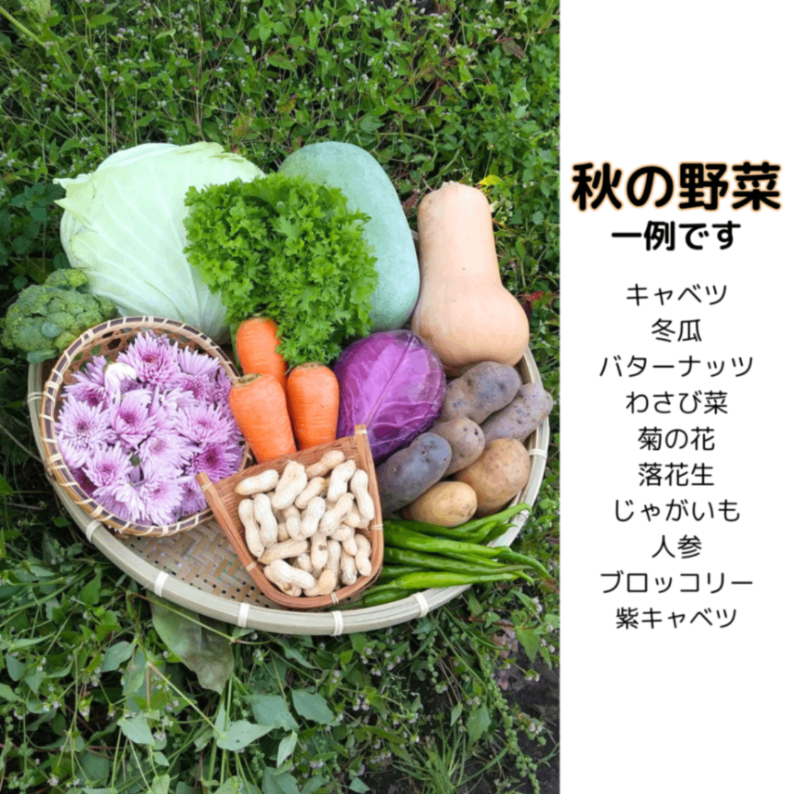 【2026年スタート！】きよちゃんの新鮮野菜セット【今年もよろしくお願いします】