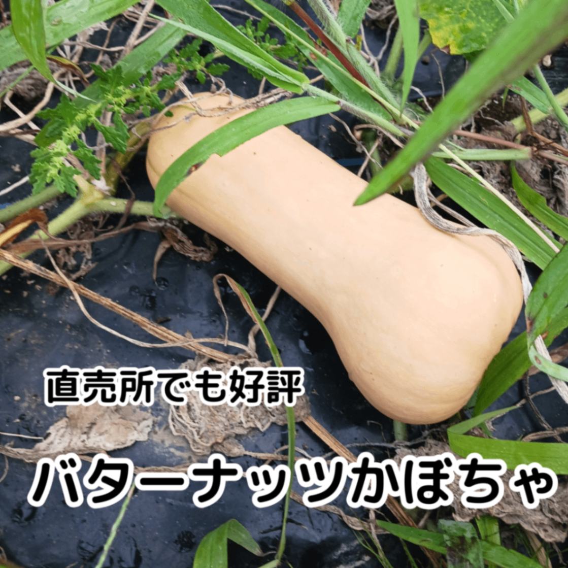 【2026年スタート！】きよちゃんの新鮮野菜セット【今年もよろしくお願いします】