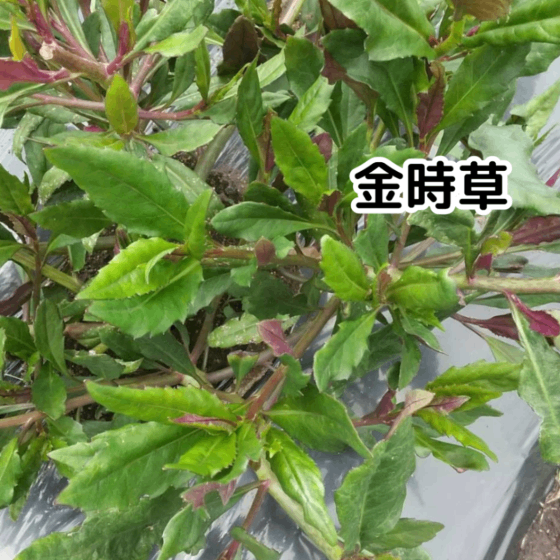 【2026年スタート！】きよちゃんの新鮮野菜セット【今年もよろしくお願いします】