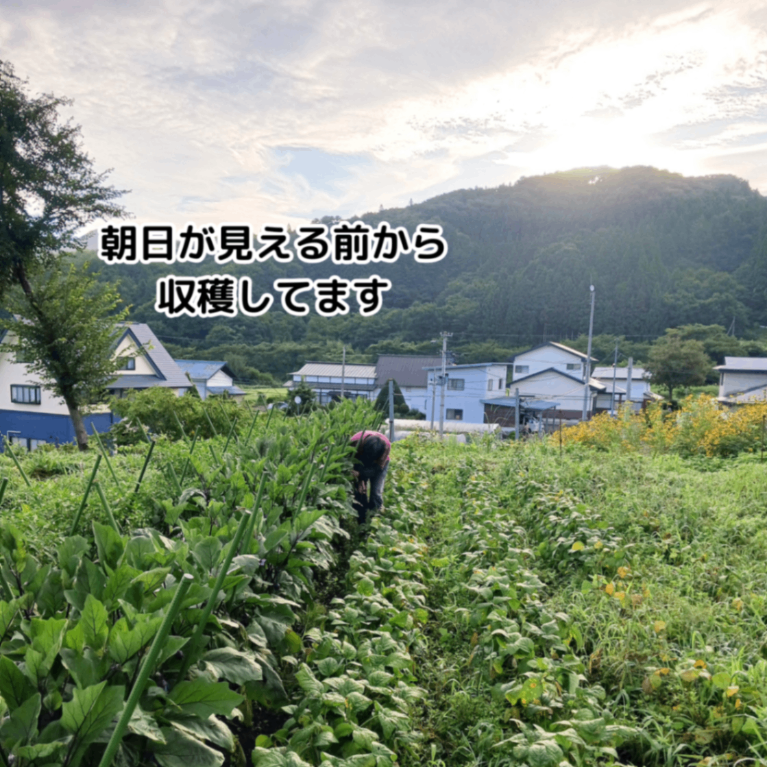 【2026年スタート！】きよちゃんの新鮮野菜セット【60サイズ】