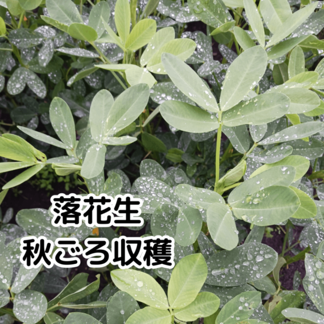 【2026年スタート！】きよちゃんの新鮮野菜セット【60サイズ】