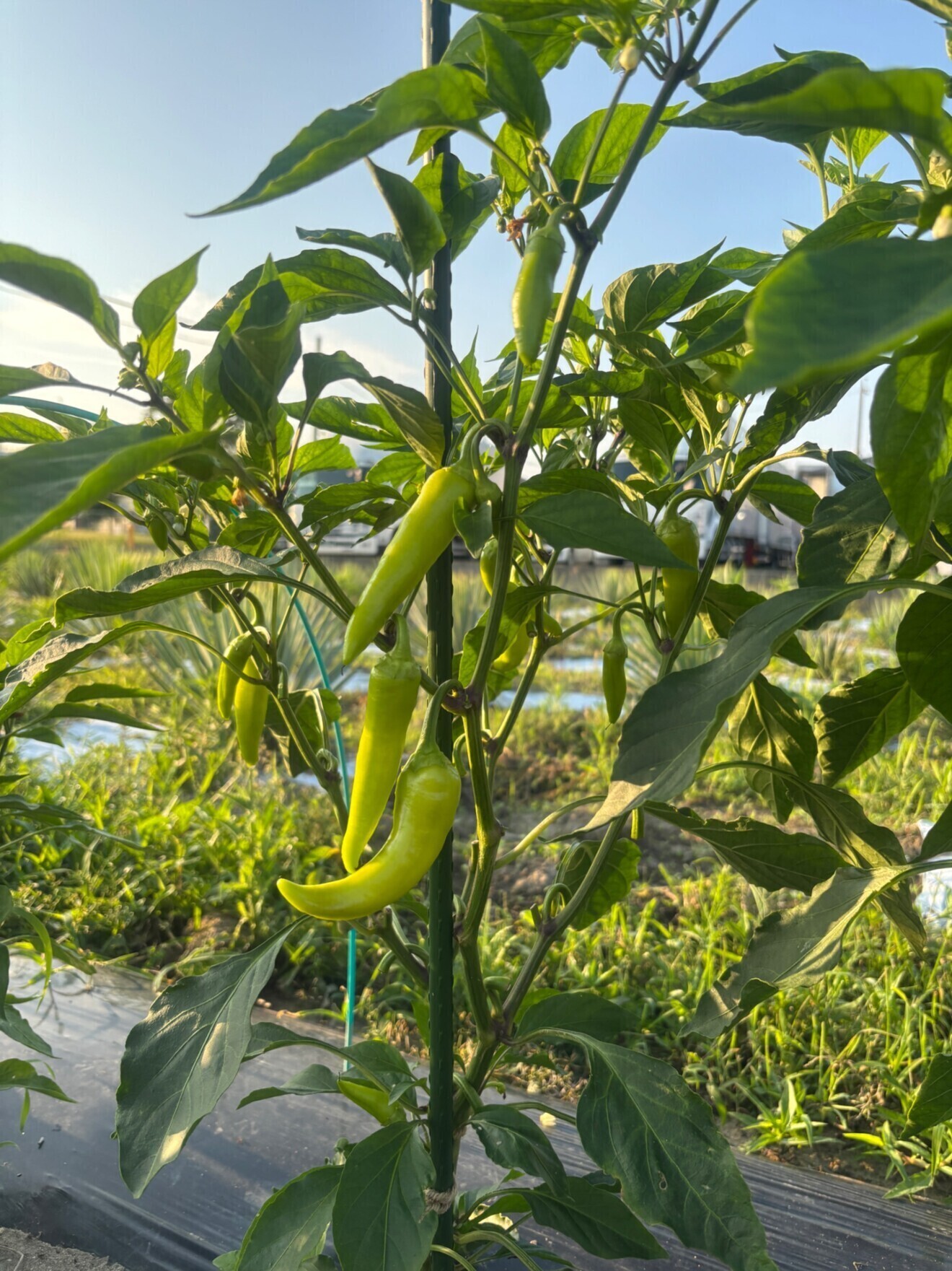 【7/8(水) 11時〜14時 名古屋オフィスで手渡し】選べる夏野菜セット(農薬不使用)
🍅🍆🫑
