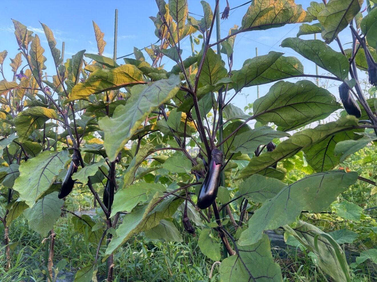 【7/8(水) 11時〜14時 名古屋オフィスで手渡し】選べる夏野菜セット(農薬不使用)
🍅🍆🫑
