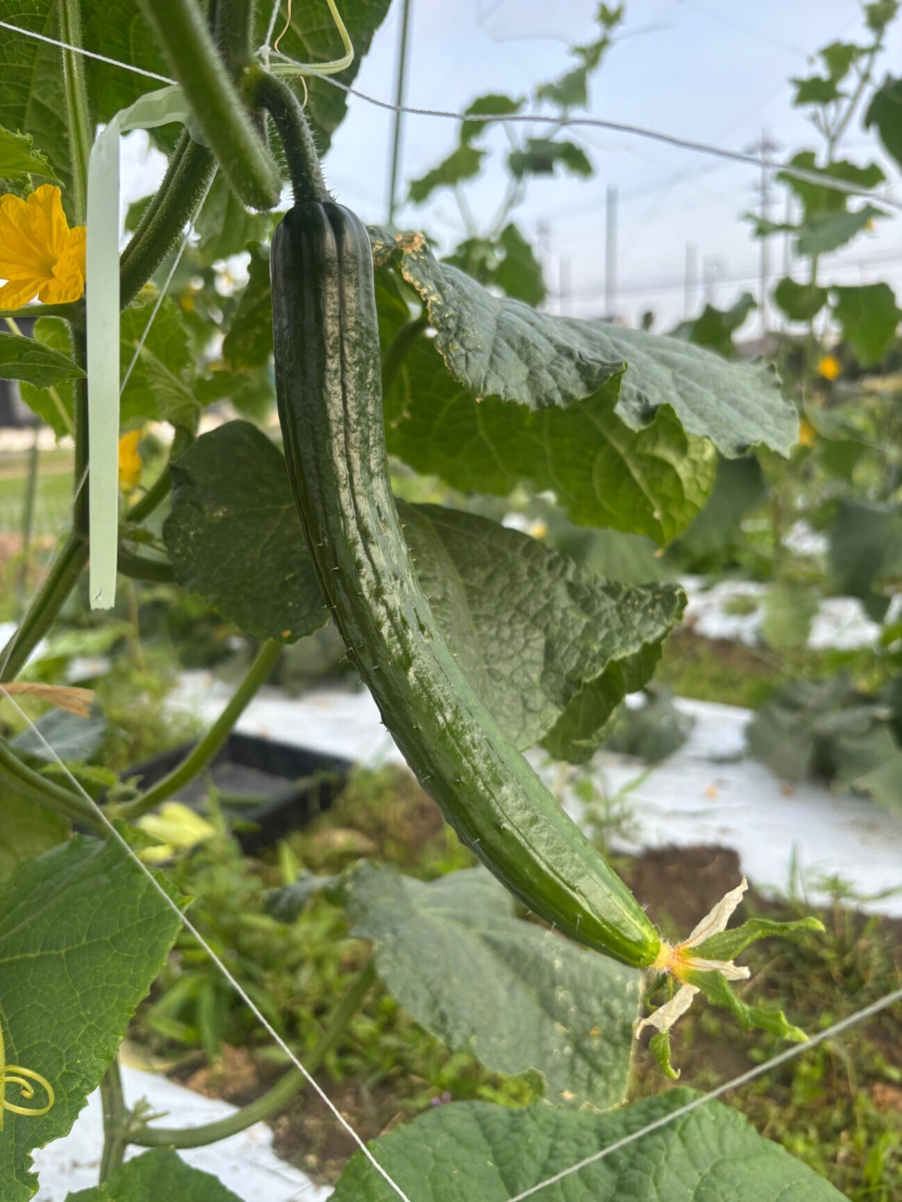 【7/8(水) 11時〜14時 名古屋オフィスで手渡し】選べる夏野菜セット(農薬不使用)
🍅🍆🫑