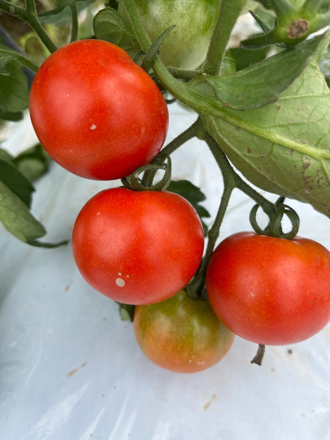 🍅毎年人気🍅農家直送ミニトマト食べ比べセット約1.5kg アイコ＆フルーティカ小袋入り常温発送