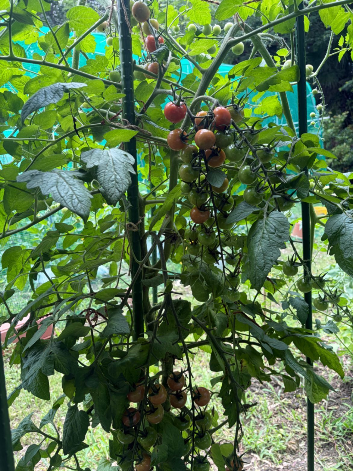 注文受けすぐ収穫の旬野菜（現在、トマト、ナス、ピーマン、）ブルーベリーもタイミングによれば入るかも。
