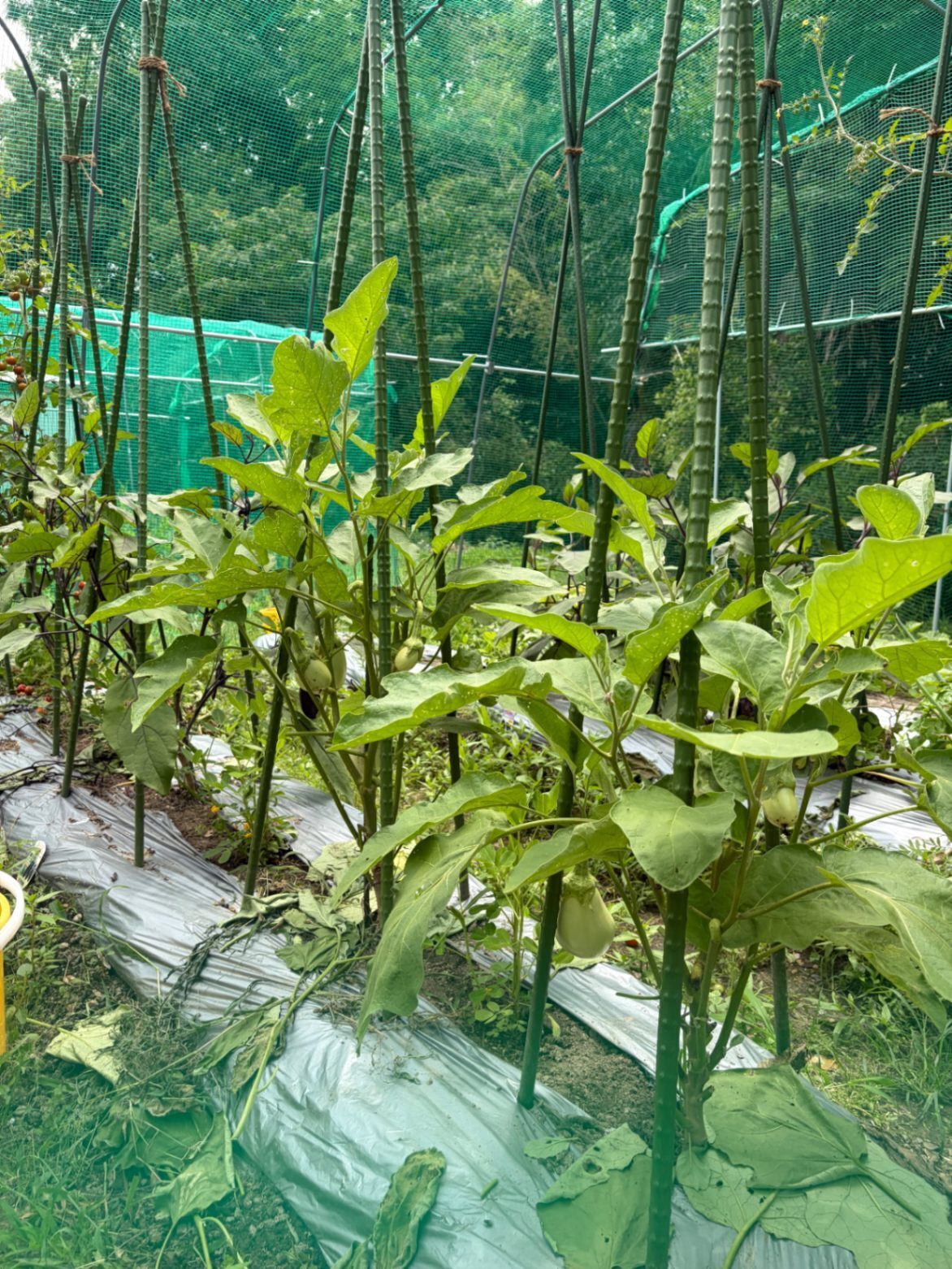 注文受けすぐ収穫の旬野菜（現在、トマト、ナス、ピーマン、）ブルーベリーもタイミングによれば入るかも。