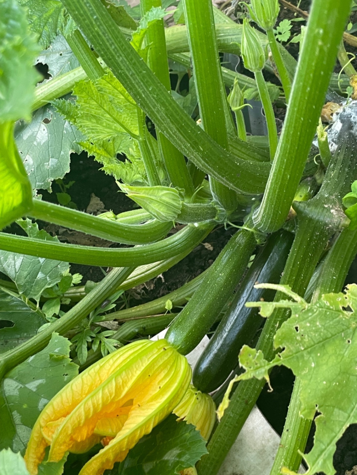 我が家のミニ菜園からおすそ分け❣ 完全無農薬　  　　　　夏野菜セット　60サイズ2kg　🥰
