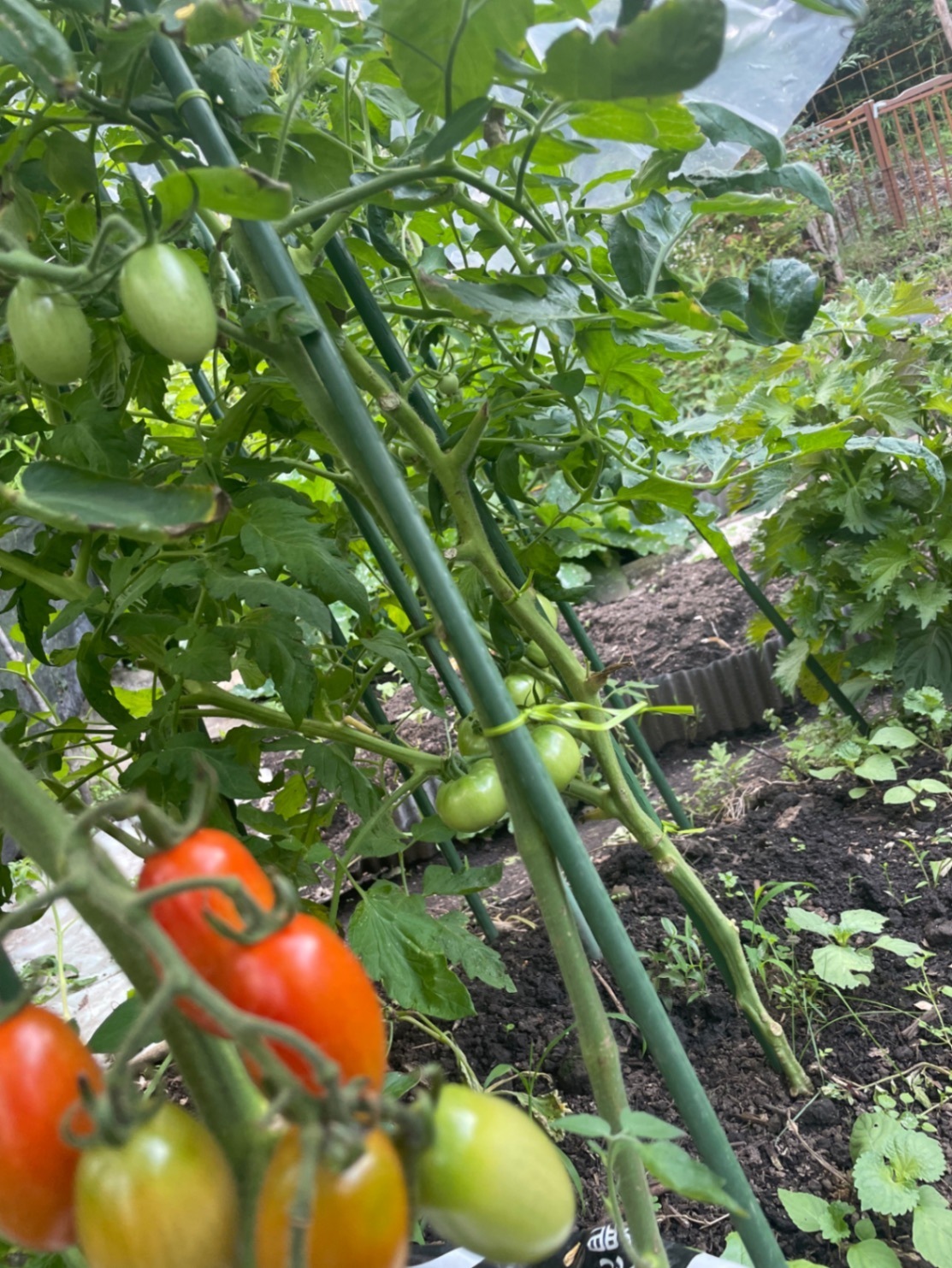 我が家のミニ菜園からおすそ分け❣ 完全無農薬　  　　　　夏野菜セット　60サイズ2kg　🥰
