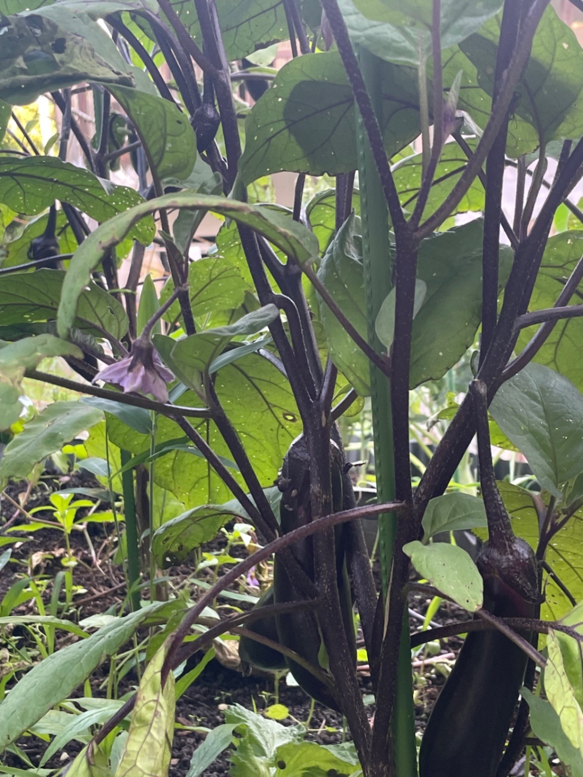 我が家のミニ菜園からおすそ分け❣ 完全無農薬　  　　　　夏野菜セット　60サイズ2kg　🥰
