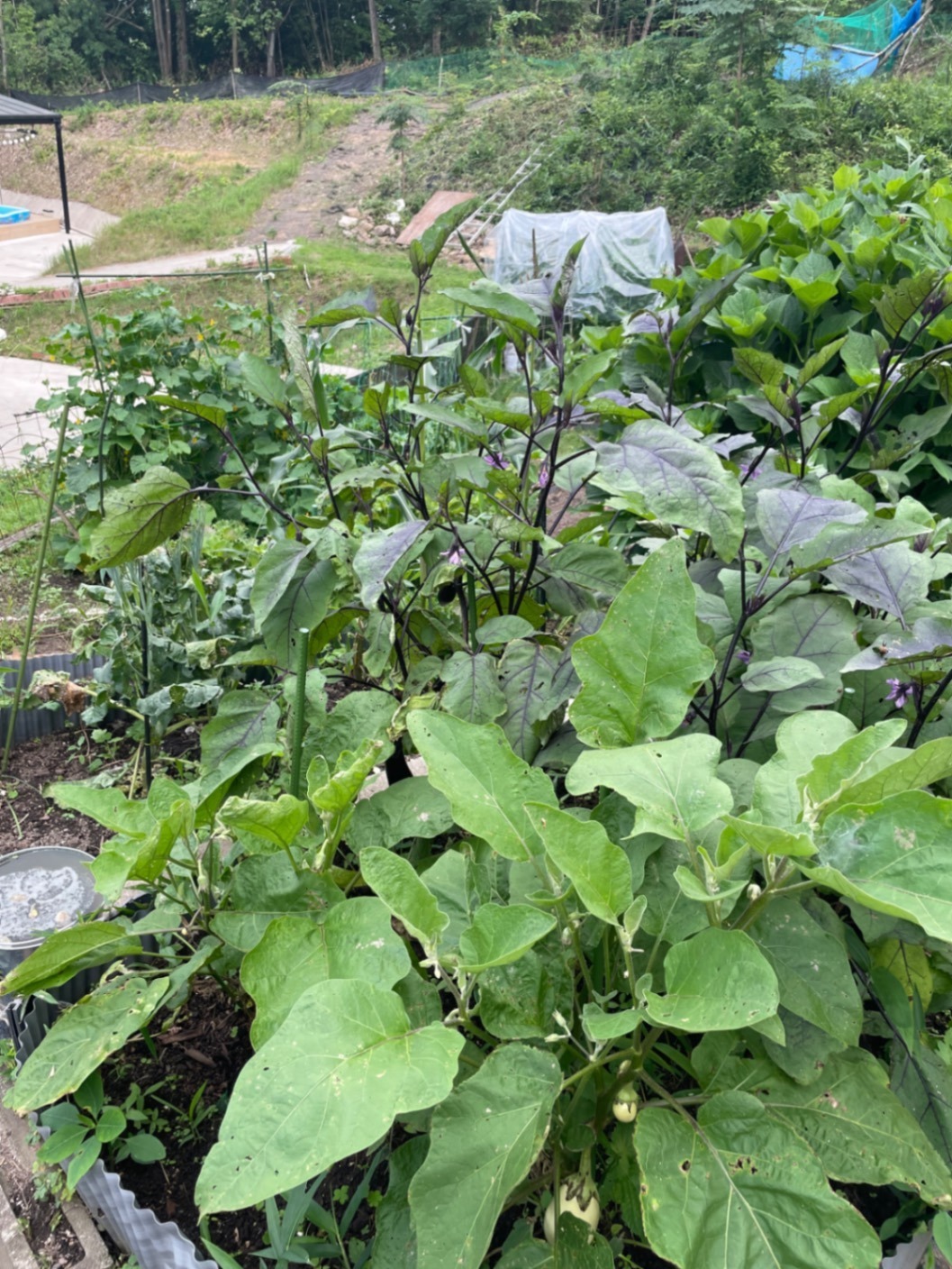 我が家のミニ菜園からおすそ分け❣ 完全無農薬　  　　　　夏野菜セット　60サイズ2kg　🥰
