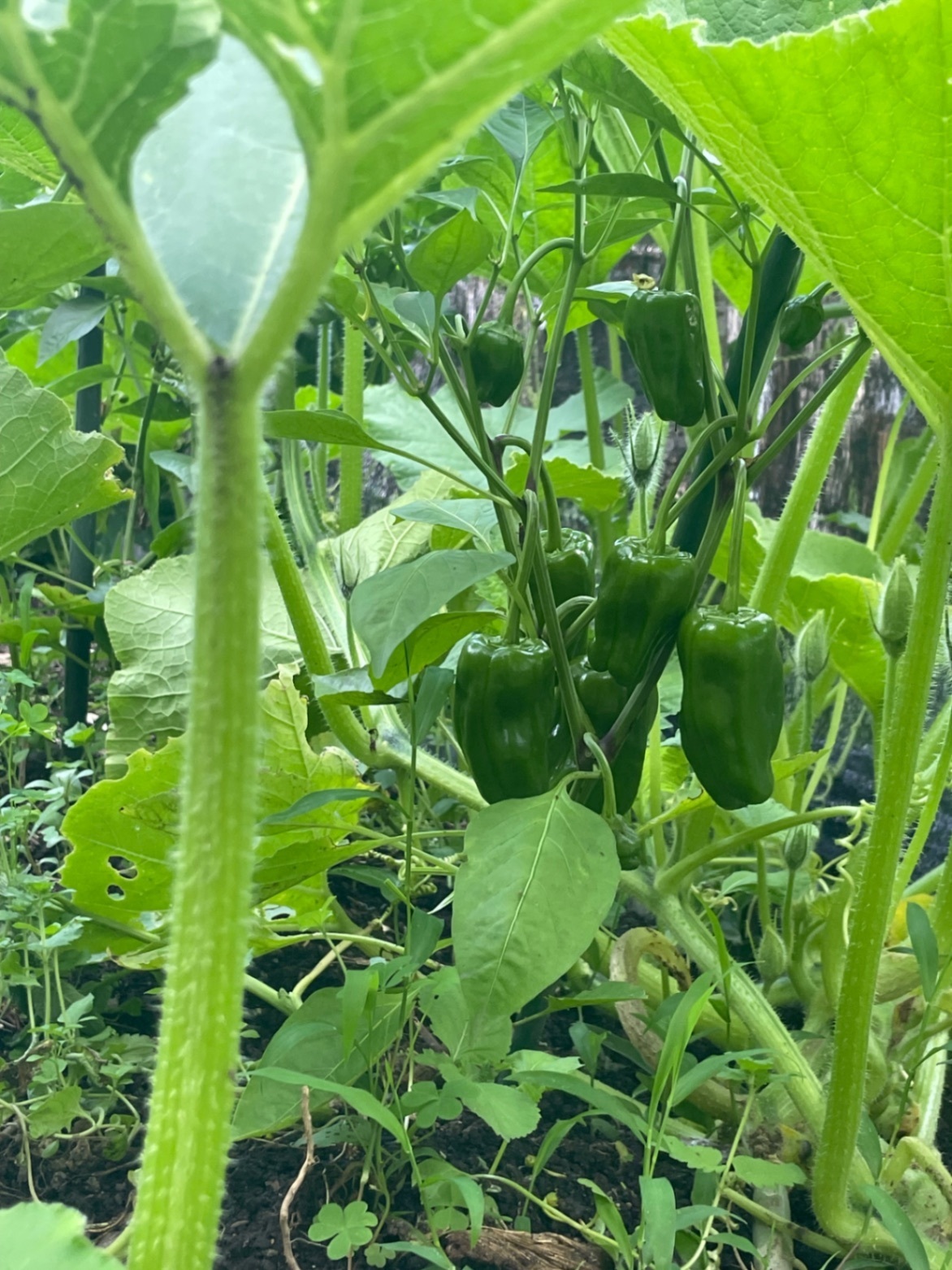 我が家のミニ菜園からおすそ分け❣ 完全無農薬　  　　　　夏野菜セット　60サイズ2kg　🥰
