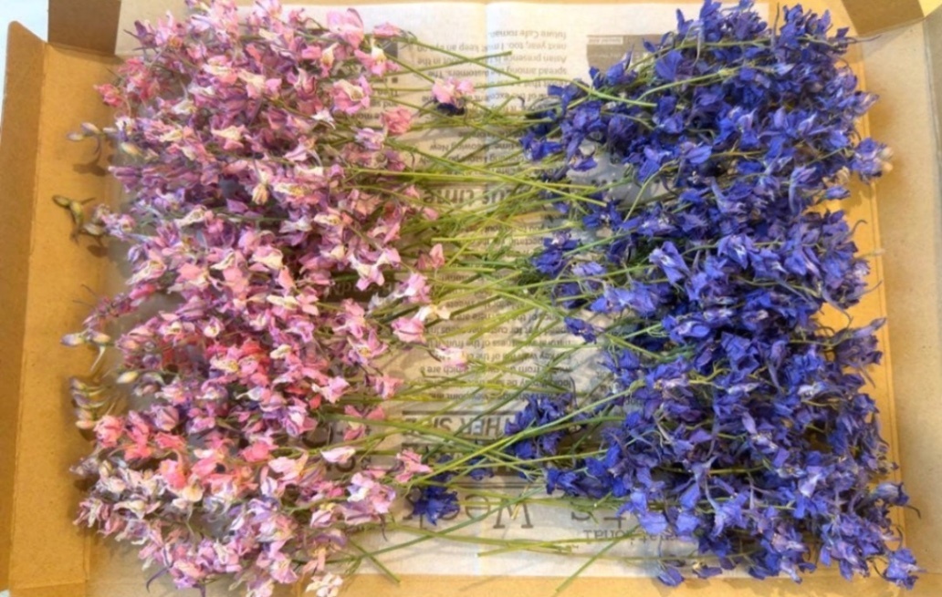 千鳥草ドライフラワー☆ラークスパードライフラワー☆ドライフラワー花材☆