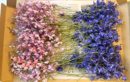 千鳥草ドライフラワー☆ラークスパードライフラワー☆ドライフラワー花材☆