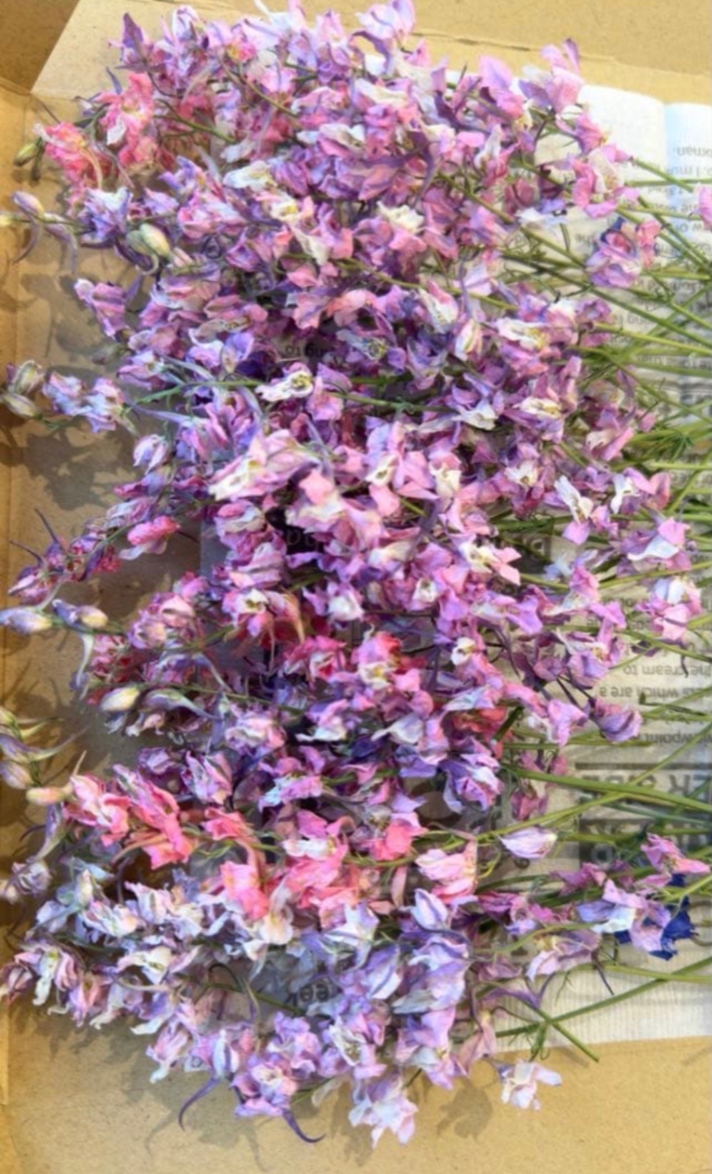 千鳥草ドライフラワー☆ラークスパードライフラワー☆ドライフラワー花材☆