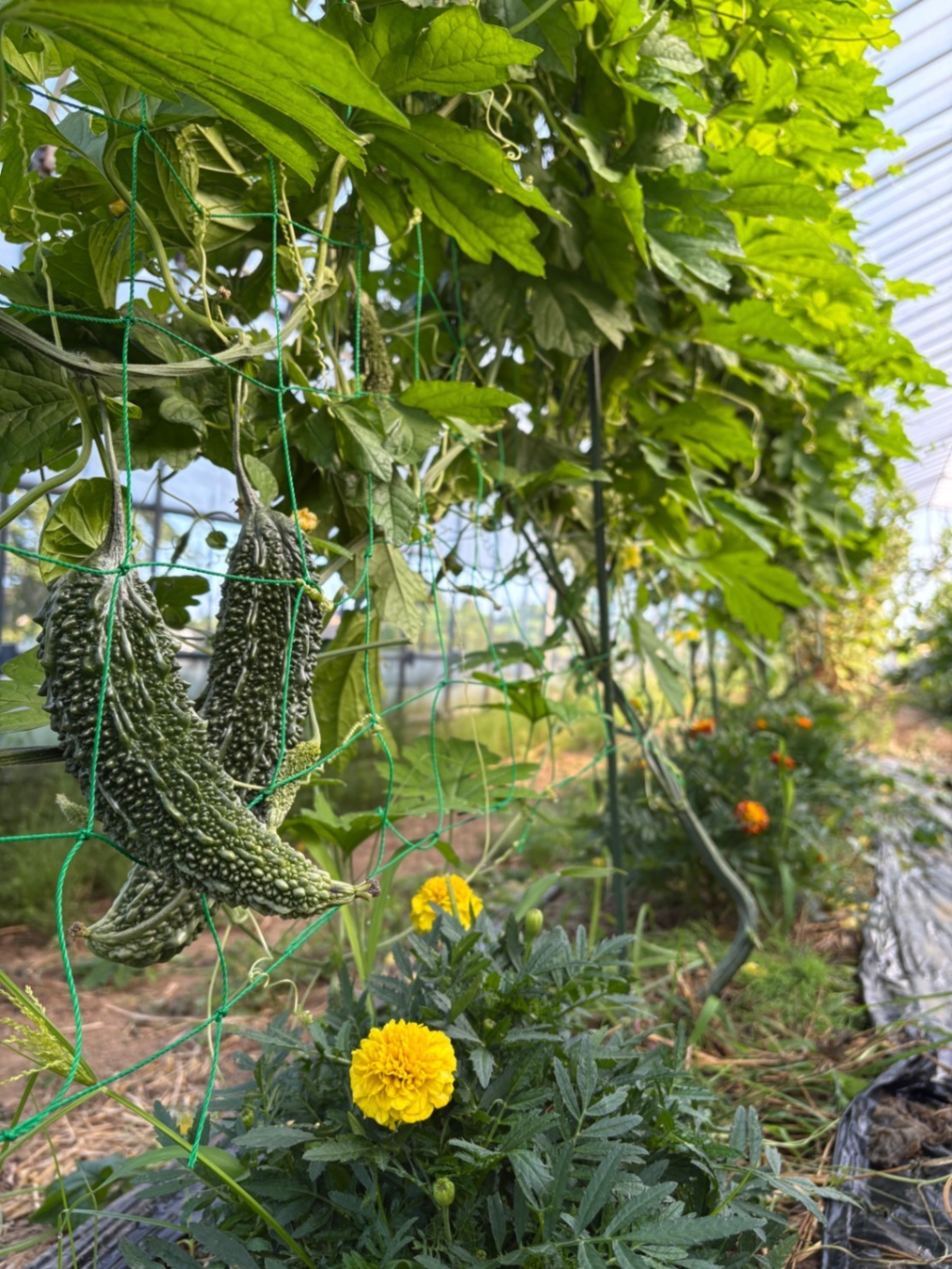 山形県庄内産
🌱 採れたて旬野菜をたっぷりお届け！