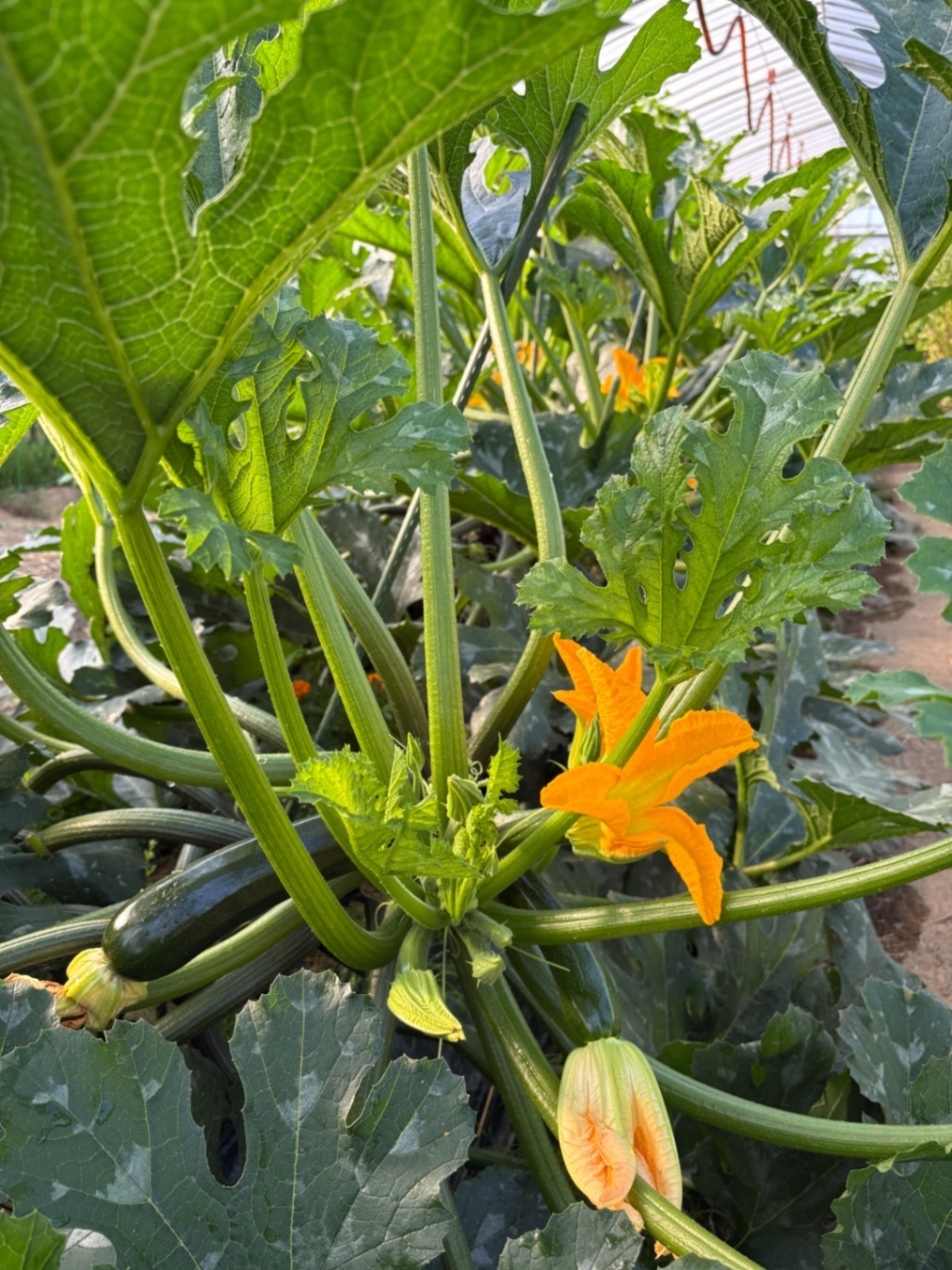 山形県庄内産
🌱 採れたて旬野菜をたっぷりお届け！