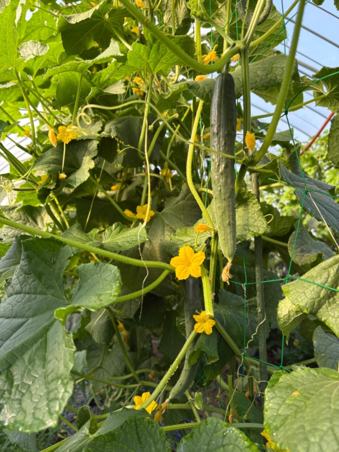山形県庄内産
🌱 採れたて旬野菜をたっぷりお届け！