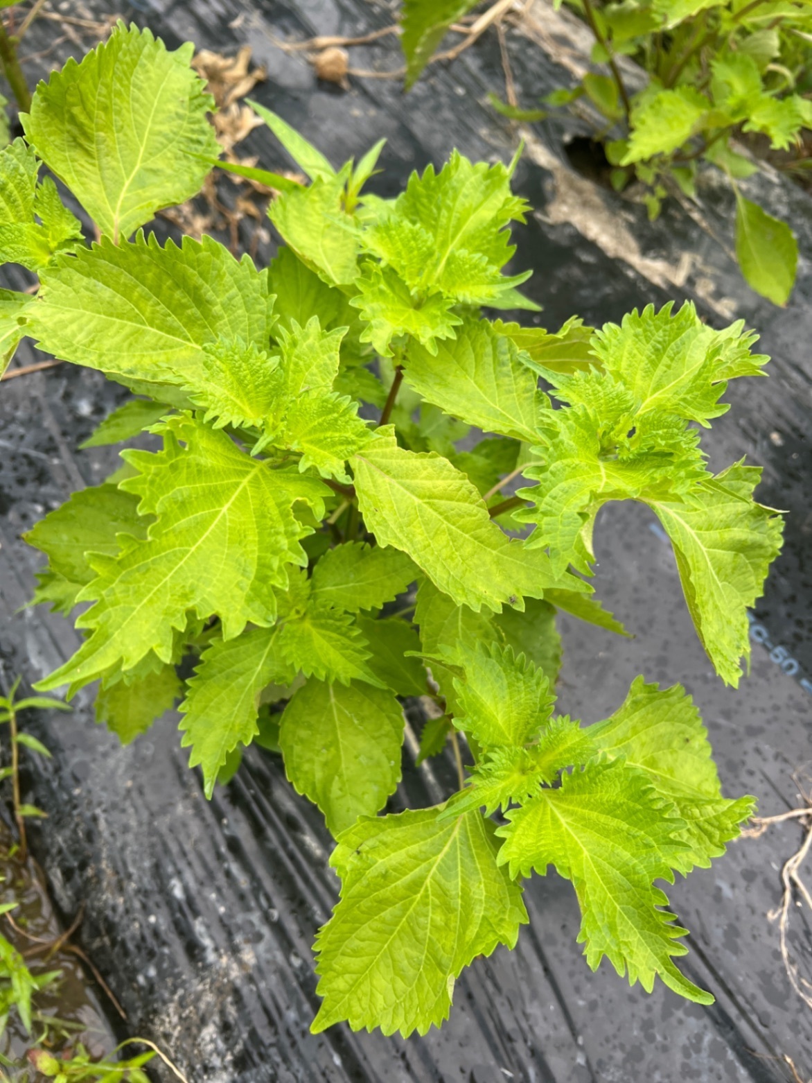 ☀️ネバネバ野菜コンビ☀️
🌱モロヘイヤとオクラの健康セット🌱大葉のおまけ付き