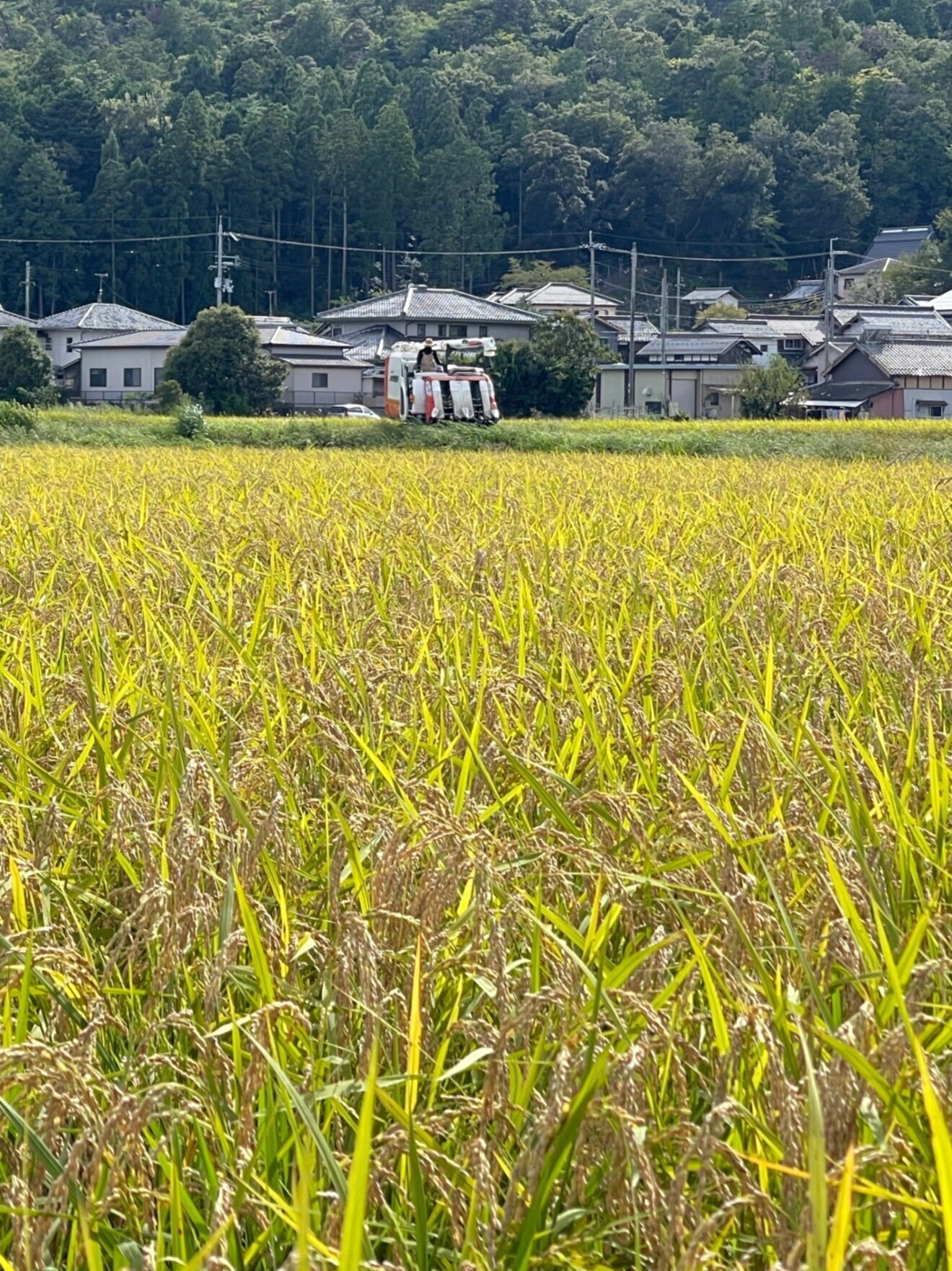 【精米９キロ】 滋賀県環境こだわり製法特別栽培米 光選別機使用 低温庫保管 近江米コシヒカリ