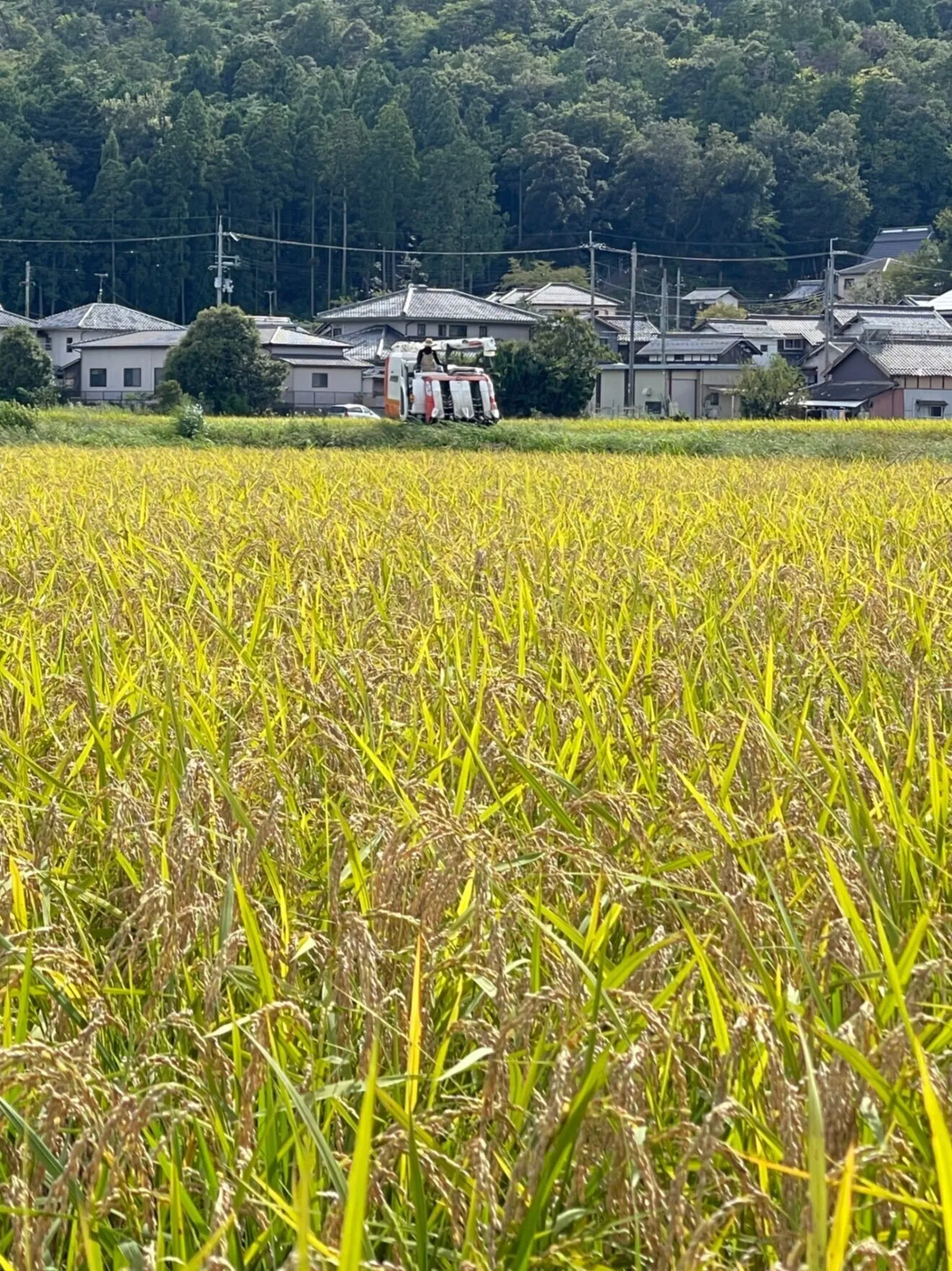 【精米９kg】令和7年産（2025年産）　近江米コシヒカリ　農薬は初期除草のみ／注文後に精米