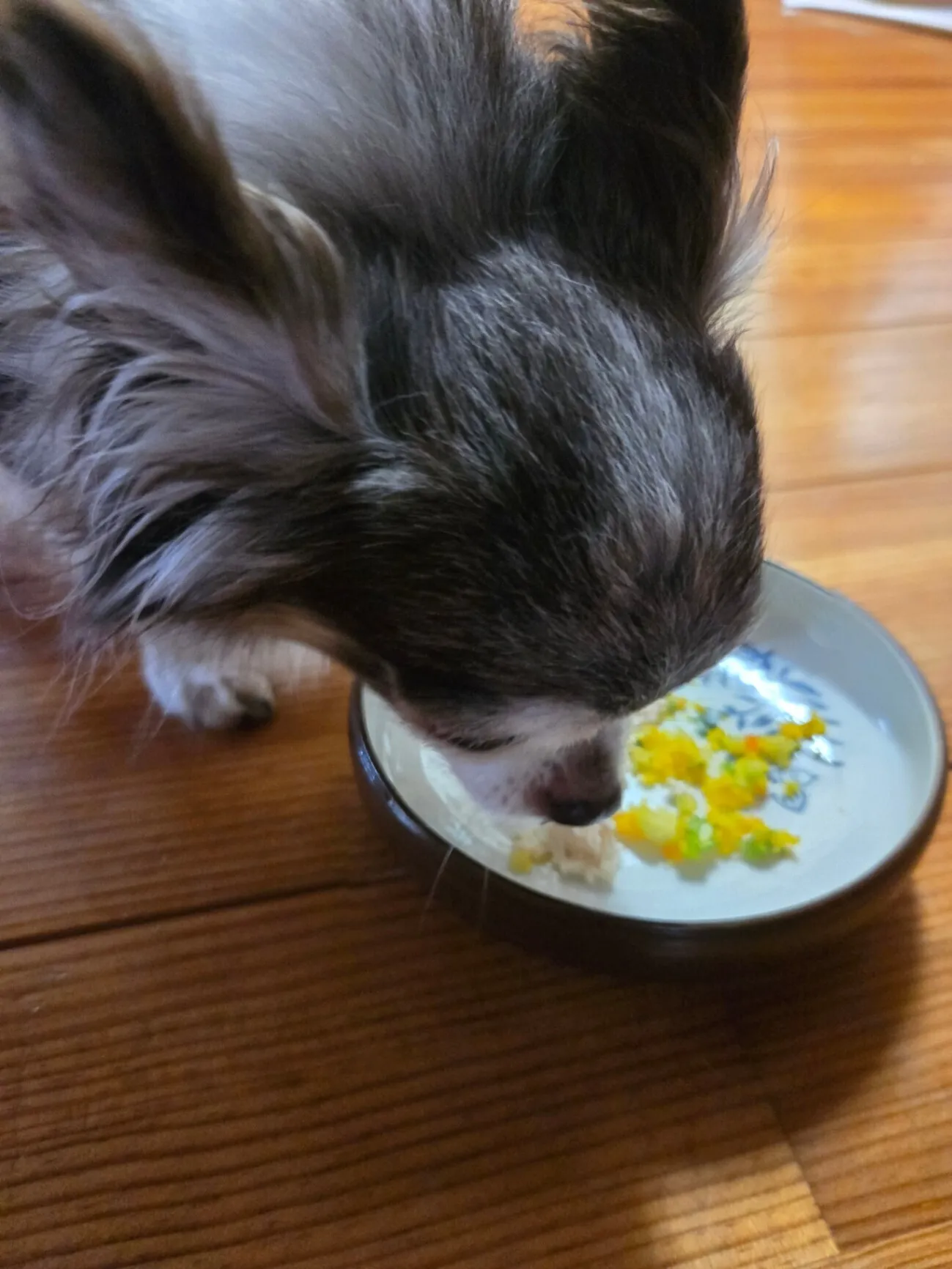 【鶏ササミもぐもぐ】冷凍のドッグフードです。