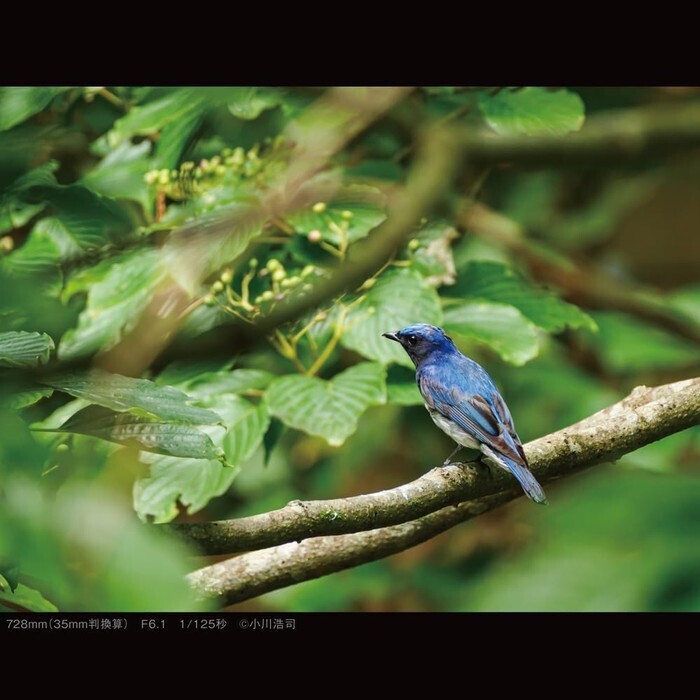 Panasonic LEICA DG 100-400mm II H-RSA100400