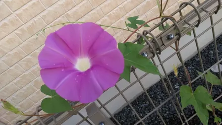 朝顔の種、ゴーヤの種のセット