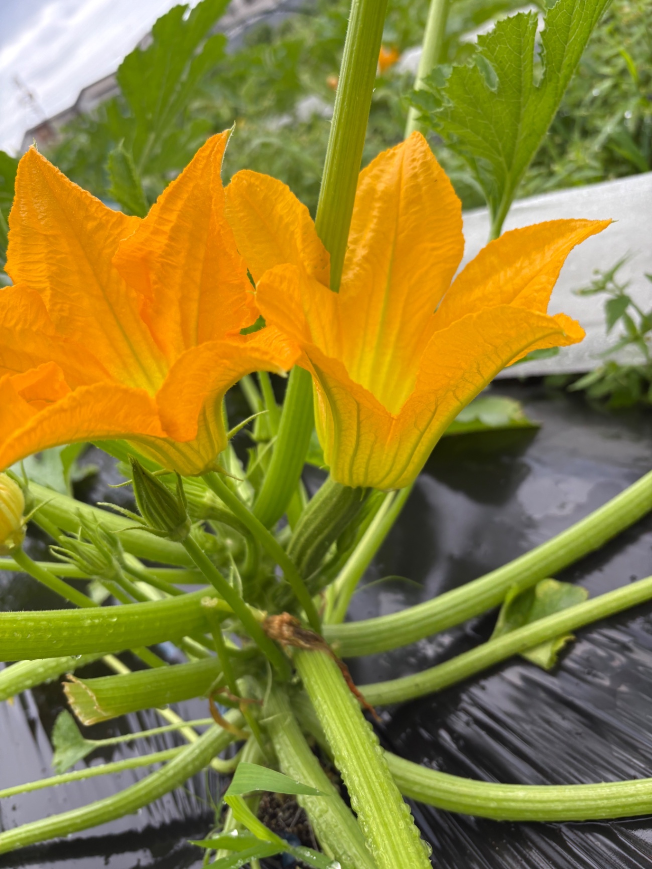 朝採れ 花ズッキーニ【無農薬・新鮮直送】