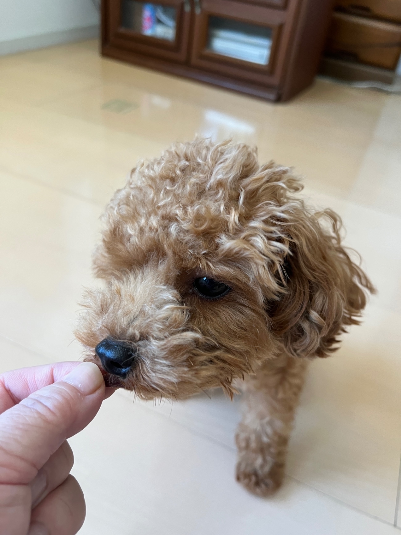 犬猫おやつ【本鮪ジャーキー】沖縄水揚げの新鮮な本鮪でつくりました。