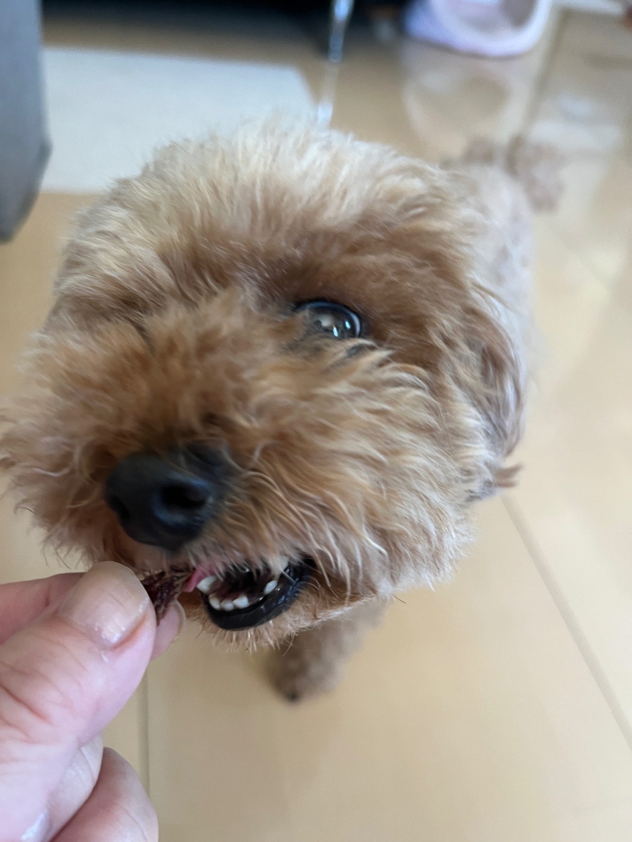 犬猫おやつ【本鮪ジャーキー】沖縄水揚げの新鮮な本鮪でつくりました。
