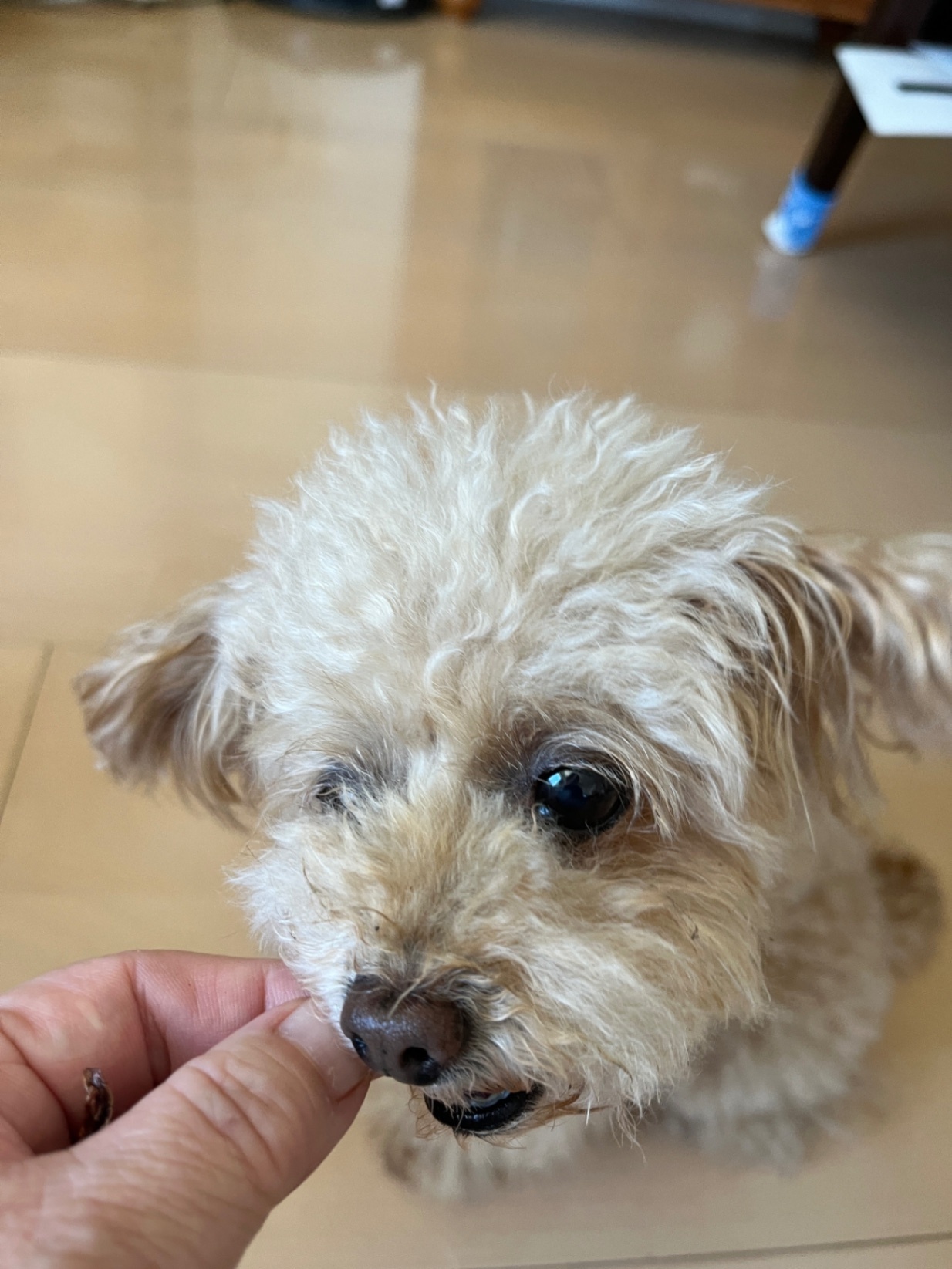 犬猫おやつ【本鮪ジャーキー】沖縄水揚げの新鮮な本鮪でつくりました。