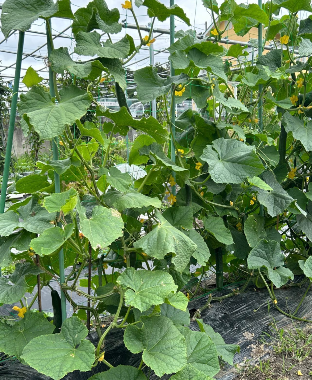 【無農薬・無化学肥料】畑からお届け！朝採れきゅうり♩玉ねぎ・じゃがいも　2kg