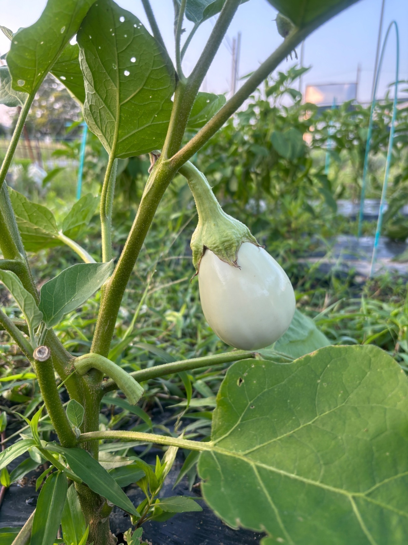 【7/15(水) 11:30〜14:00 名古屋オフィスで手渡し】選べる夏野菜セット(農薬不使用)🍅