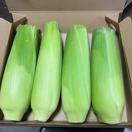 訳あり【朝どり当日発送】極上のシャキシャキ食感と溢れる果汁 🌽ドルチェドリーム🌽4本