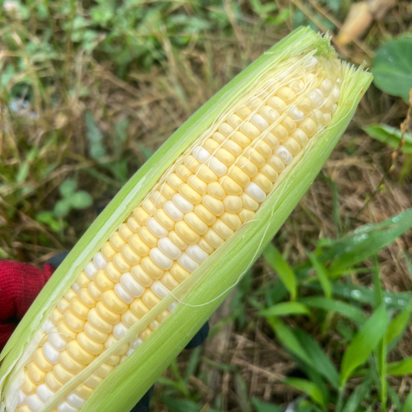 訳あり【朝どり当日発送】極上のシャキシャキ食感と溢れる果汁 🌽ドルチェドリーム🌽4本