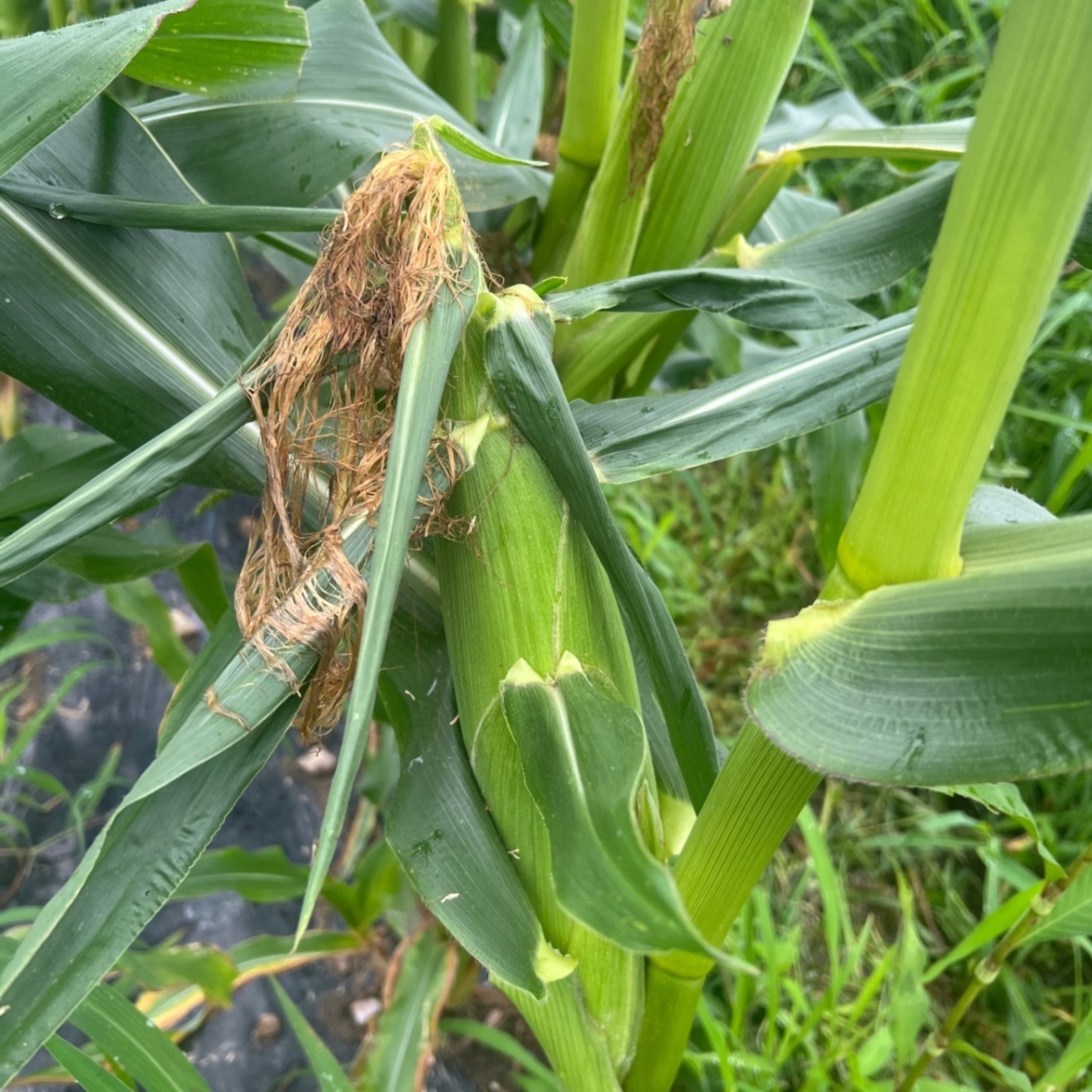 訳あり【朝どり当日発送】極上のシャキシャキ食感と溢れる果汁 🌽ドルチェドリーム🌽4本