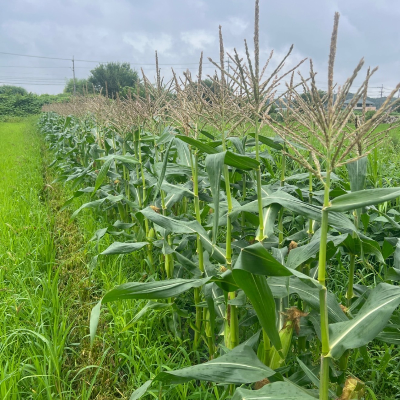 訳あり【朝どり当日発送】極上のシャキシャキ食感と溢れる果汁 🌽ドルチェドリーム🌽4本
