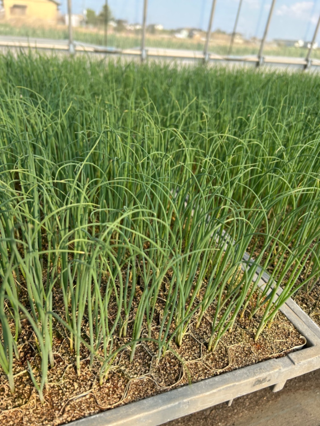 冬の贈り物※深谷ねぎ(5kg)【葉付き・土付き】
