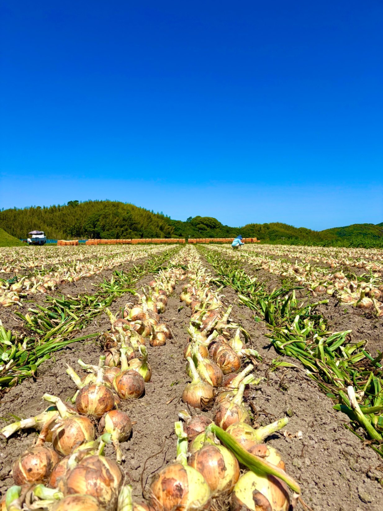 【お中元・夏ギフト特集】淡路島産 採れたて野菜セット（玉ねぎ1.5kg・ピーマン500g）