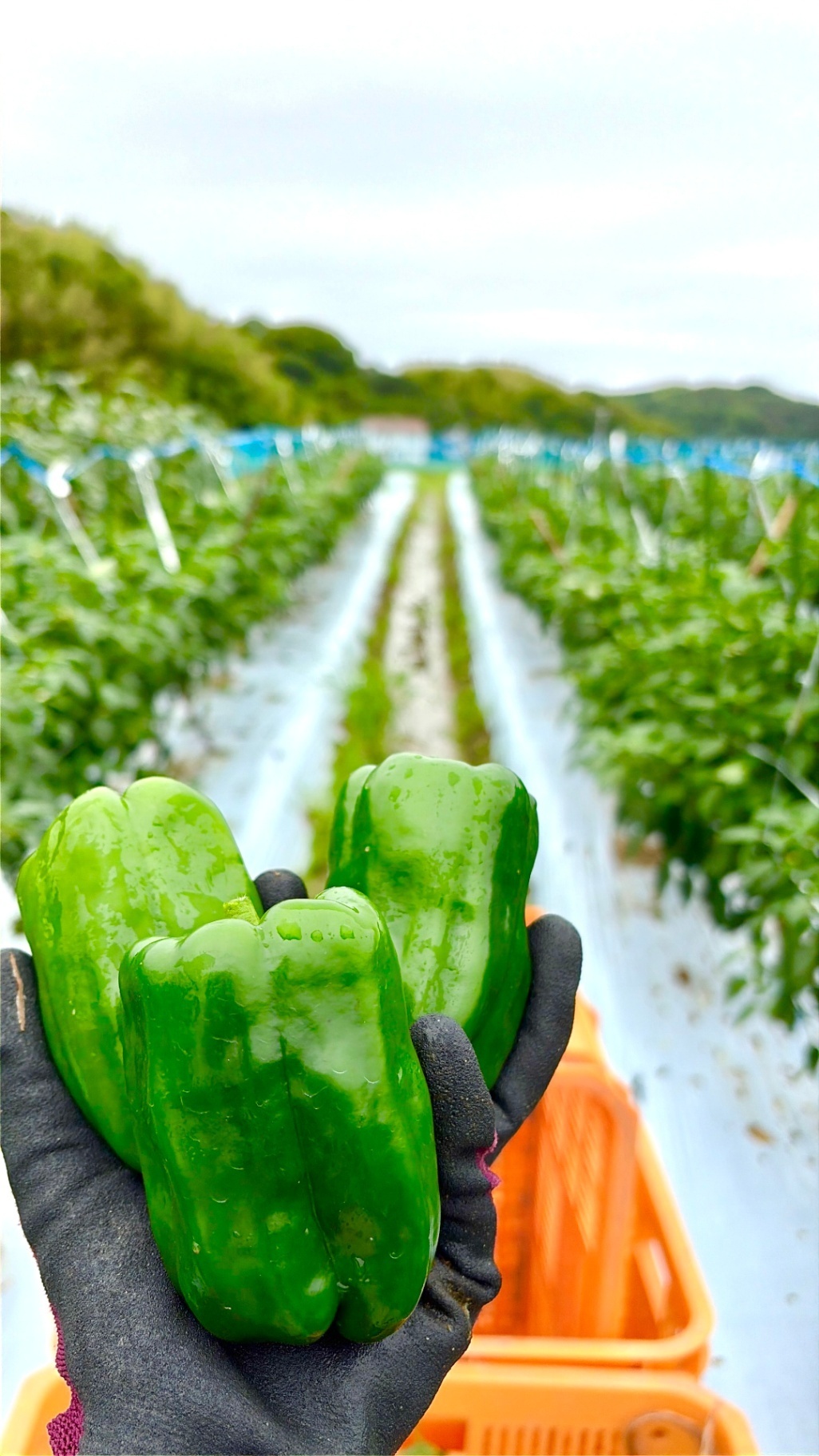 【お中元・夏ギフト特集】淡路島産 採れたて野菜セット（玉ねぎ1.5kg・ピーマン500g）