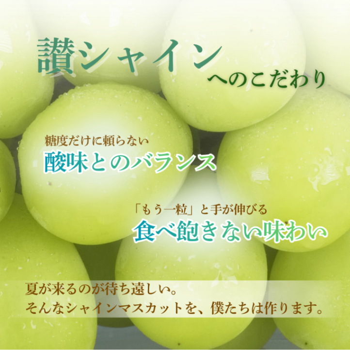 【お中元・夏ギフト】ぶどうシャインマスカット２房（1〜1.3kg）
