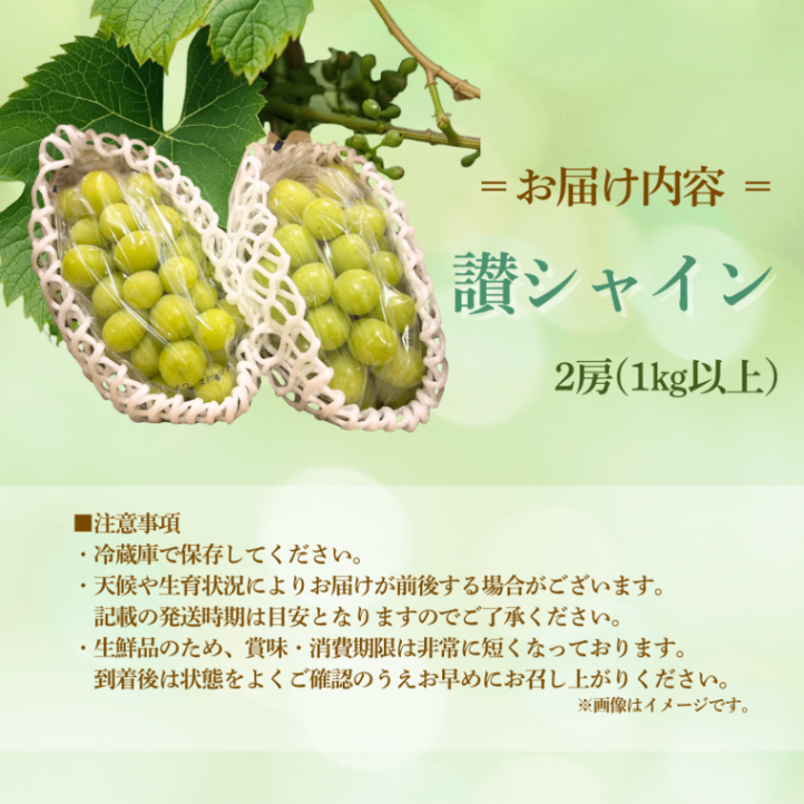 【お中元・夏ギフト】ぶどうシャインマスカット２房（1〜1.3kg）