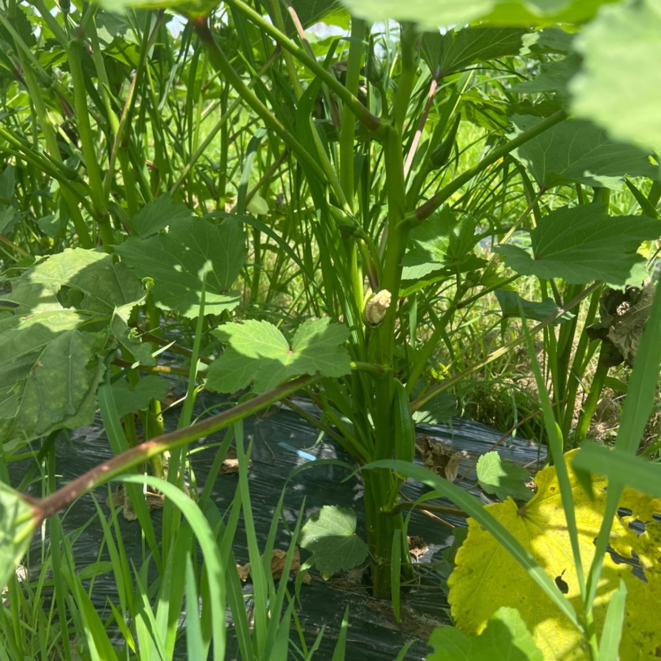 【夏野菜7種セット】🍅トマト・🫛枝豆・🥒きゅうり・🍆ナス・オクラ・🌱大葉・🌱モロヘイヤ🧄ニンニク
