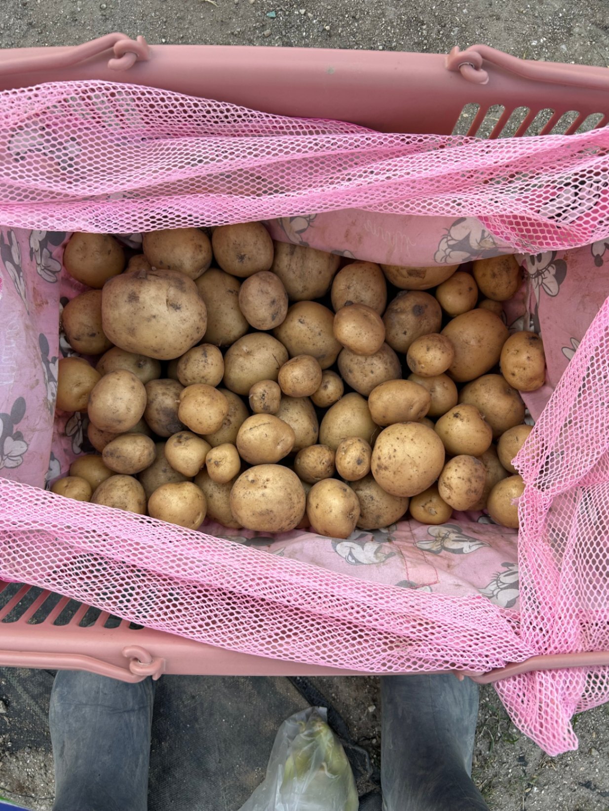 本日限定⭐️明日7/13お届け予定♩【無農薬・無化学肥料】朝採れきゅうり♩玉ねぎ・じゃがいも　2kg