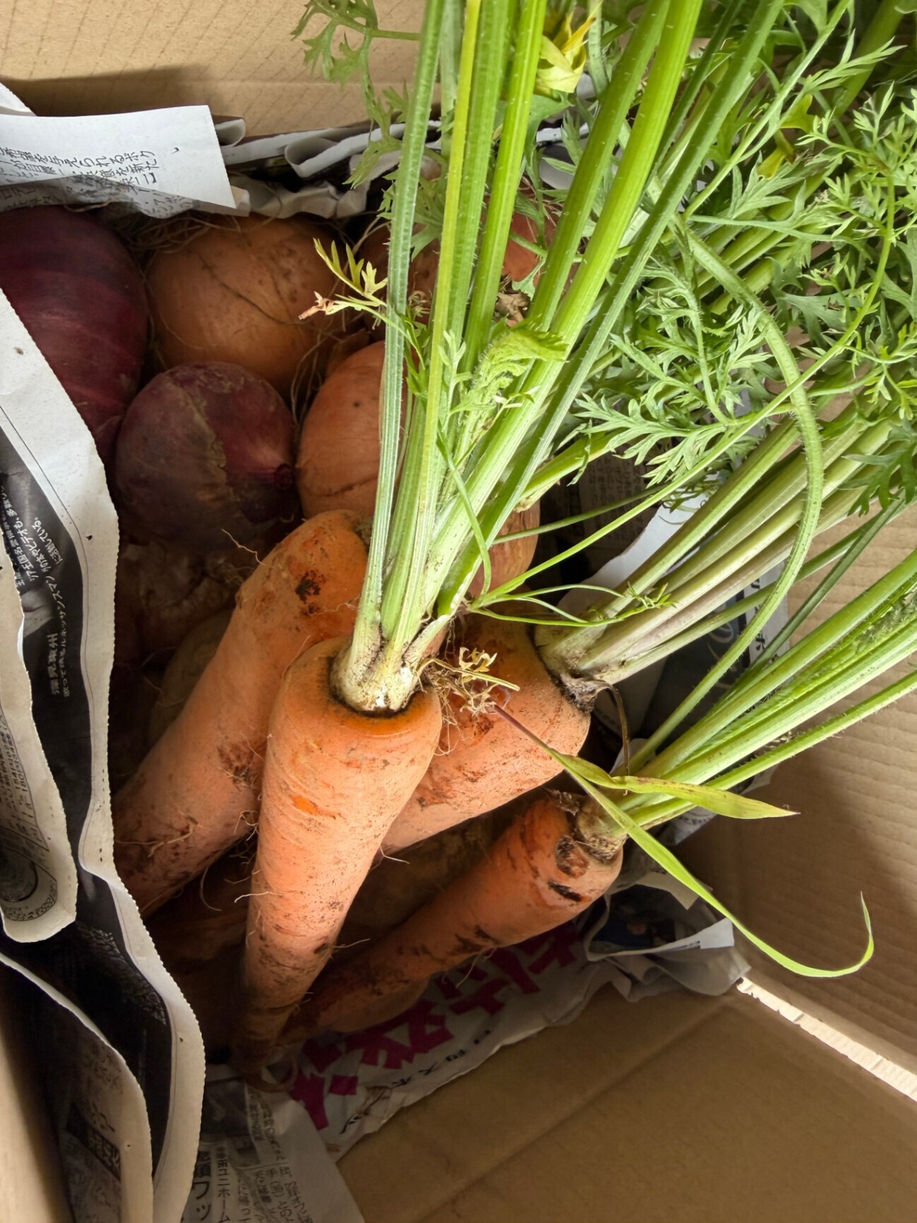 にんじん4種 味比べセット🥕農家直送・常温発送（税・送料込）